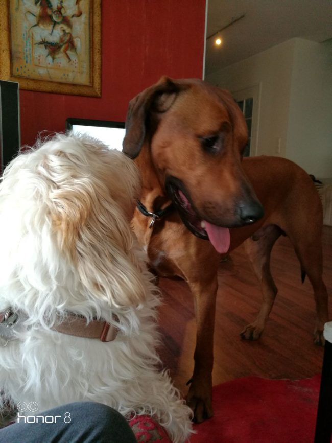 koirakaverit koosta huolimatta koirahotelli perro